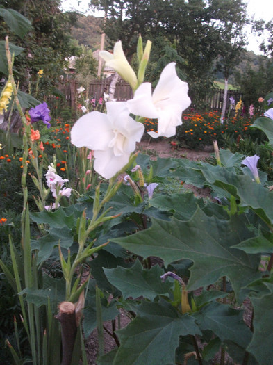 DSCF4553 - Colectie gladiole