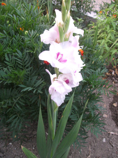 DSCF4561 - Colectie gladiole