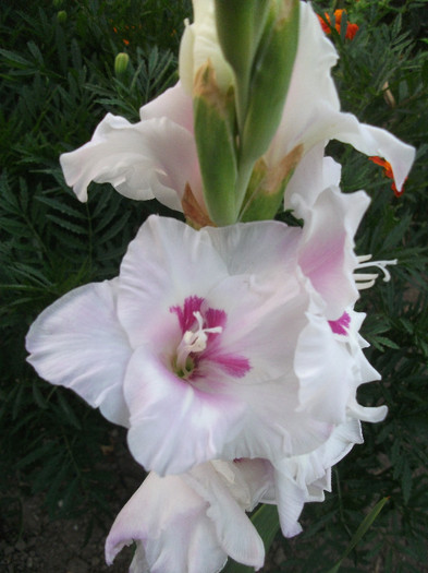 DSCF4562 - Colectie gladiole