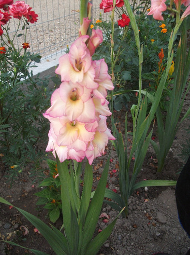 DSCF4565 - Colectie gladiole