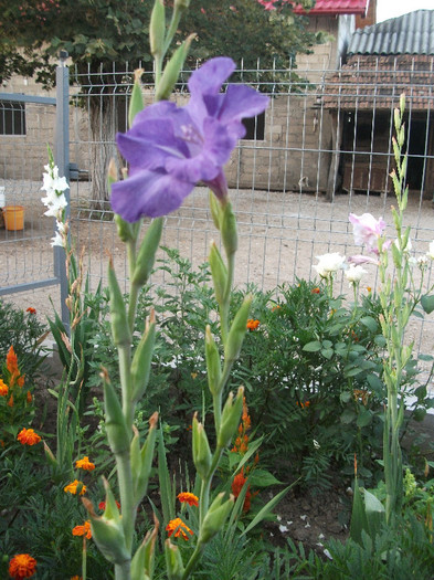 DSCF4566 - Colectie gladiole