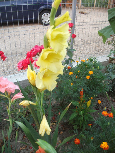 DSCF4568 - Colectie gladiole