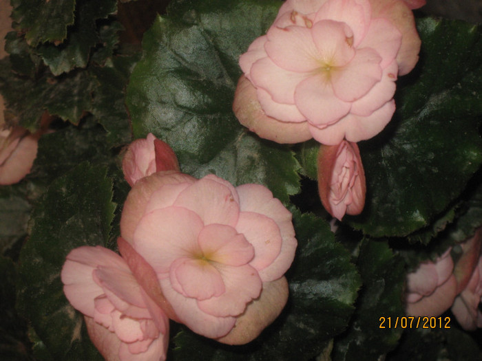 IMG_2974 - 1Florile mele 2012