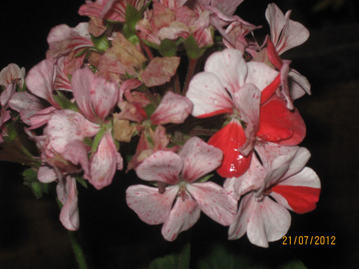 IMG_2975 - 1Florile mele 2012
