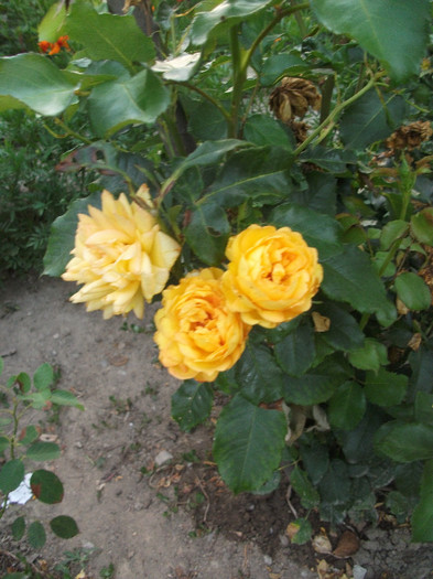 DSCF4560 - Trandafiri