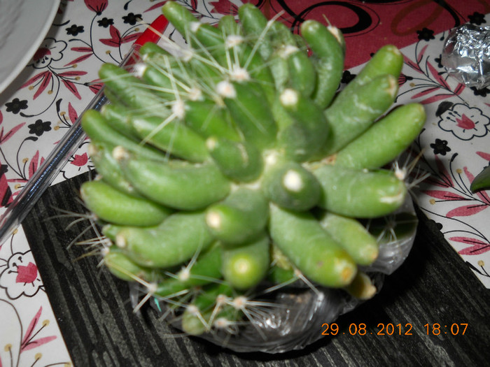 cactus cu floarea - FLORI PRIMITE DE LA CATY