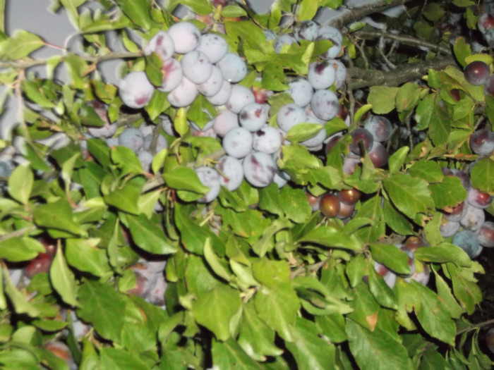 DSCF2217