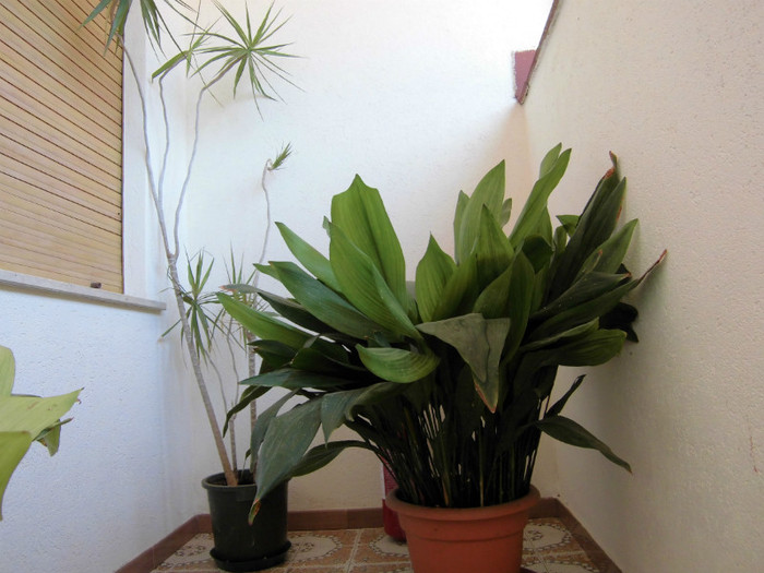 aspidistra