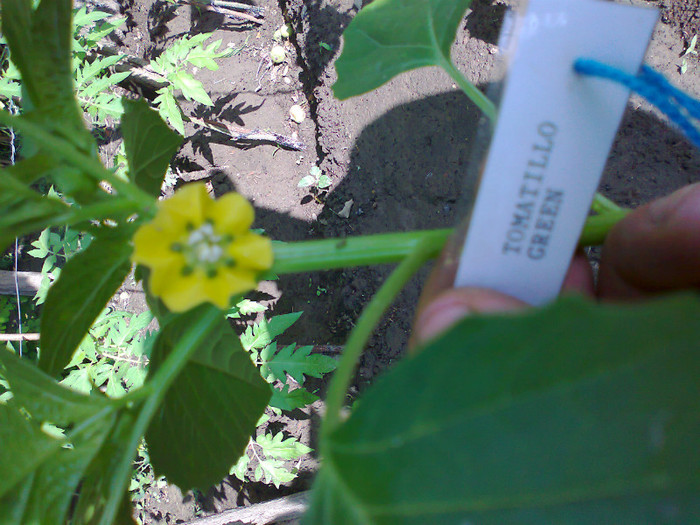 TOMATILLO GREEN; TOMATILLO GREEN
