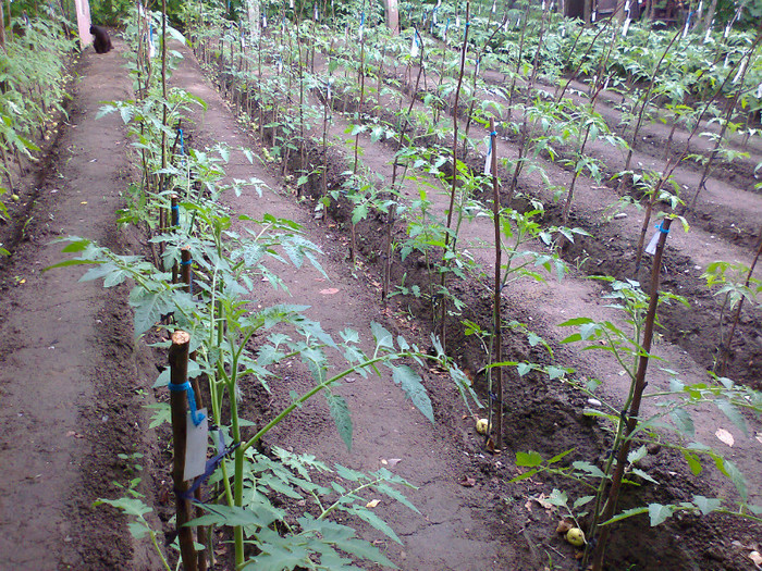 Fotografie0452 - 01- TOMATE-ROSII-SOIURI PURE ORGANICE VECHI ROMANESTI SI HEIRLOOM ALBUM 1