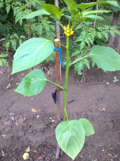 TOMATILLO GREEN; TOMATILLO GREEN
