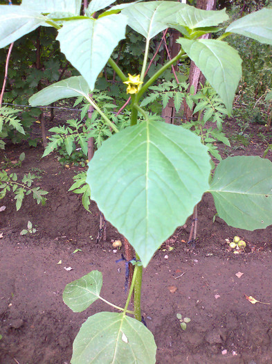 TOMATILLO PURPLE; TOMATILLO PURPLE
