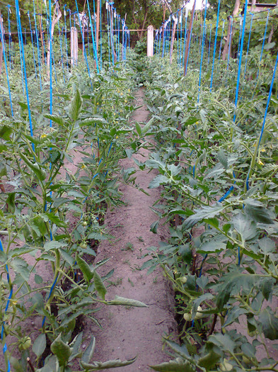 fotografie0462 - 01- TOMATE-ROSII-SOIURI PURE ORGANICE VECHI ROMANESTI SI HEIRLOOM ALBUM 1