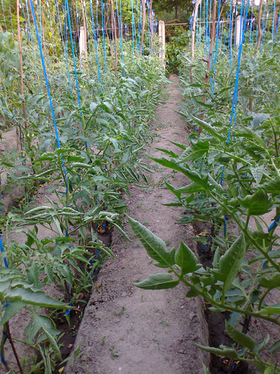 fotografie0464 - 01- TOMATE-ROSII-SOIURI PURE ORGANICE VECHI ROMANESTI SI HEIRLOOM ALBUM 1