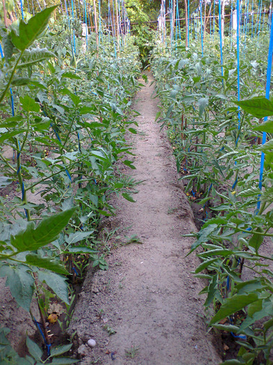 Fotografie0465 - 01- TOMATE-ROSII-SOIURI PURE ORGANICE VECHI ROMANESTI SI HEIRLOOM ALBUM 1