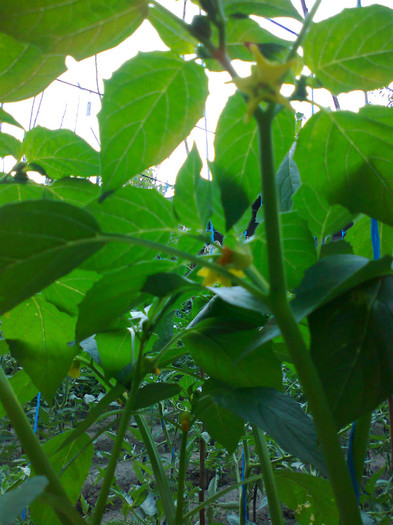 TOMATILLO PURPLE; TOMATILLO
