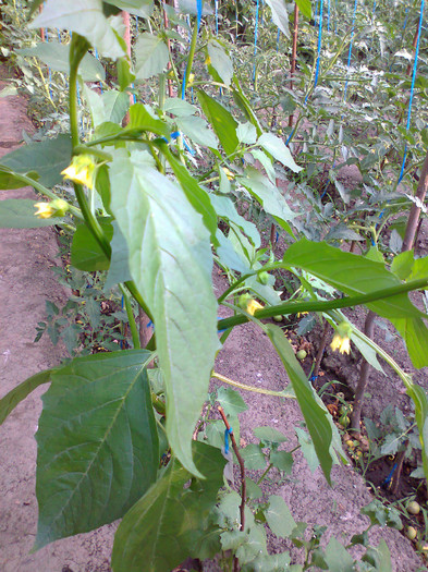 TOMATILLO PURPLE; TOMATILLO
