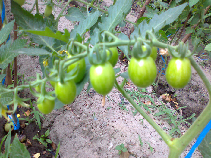 BLACK CHERRY GREEN STRIPES - 01- TOMATE-ROSII-SOIURI PURE ORGANICE VECHI ROMANESTI SI HEIRLOOM ALBUM 1