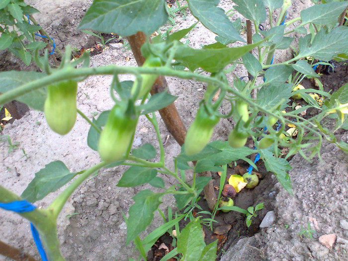 SAN MARZANO - 01- TOMATE-ROSII-SOIURI PURE ORGANICE VECHI ROMANESTI SI HEIRLOOM ALBUM 1