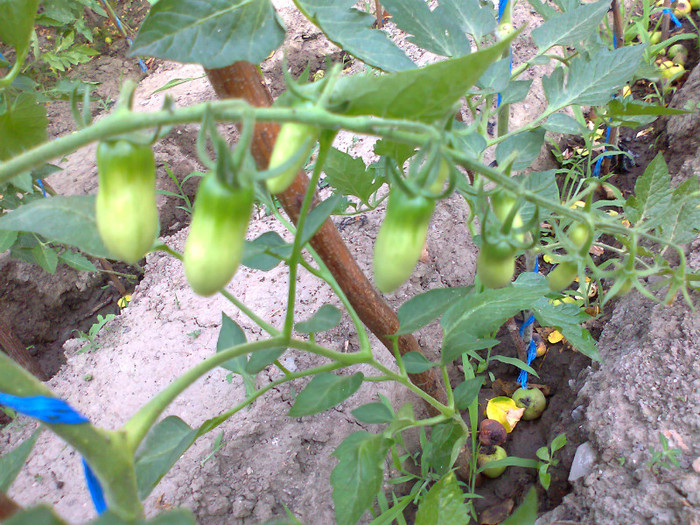 SAN MARZANO; SAN MARZANO
