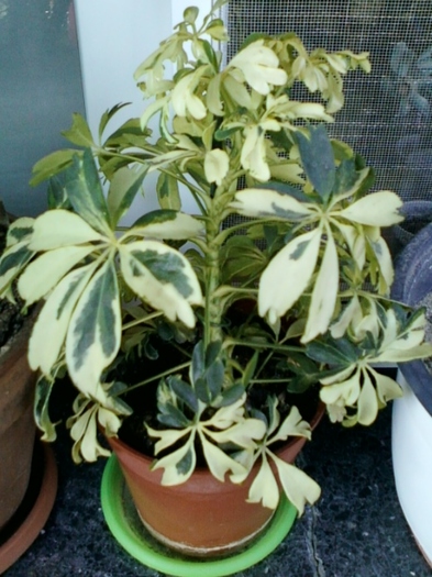 schefflera arboricola