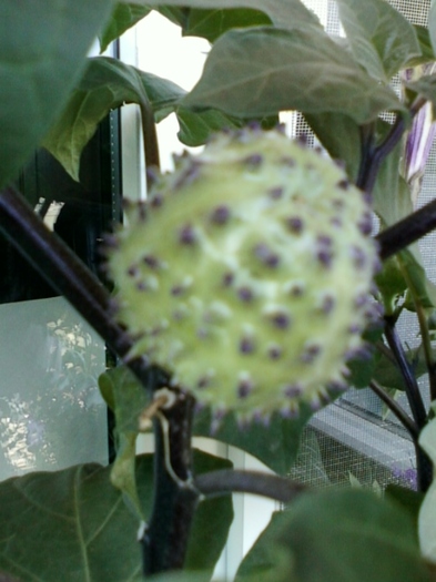 30 august 2012-flori 025