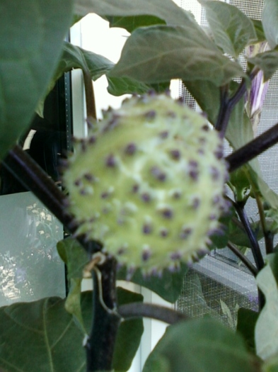 fruct-datura mov, balerina tutu