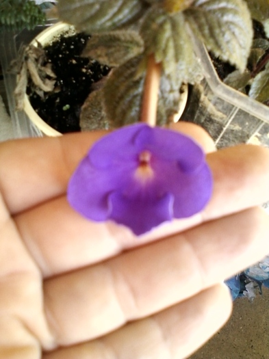 30 august 2012-flori 007 - achimenes