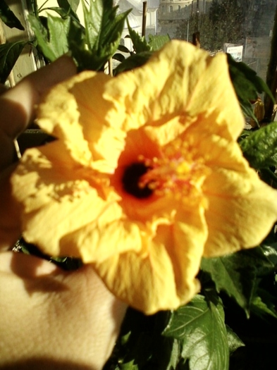 30 august 2012-flori 002 - hibiscus -1