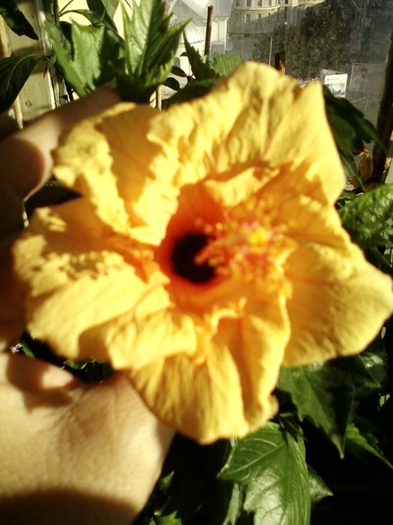 hibi holliday yellow - hibiscus -1