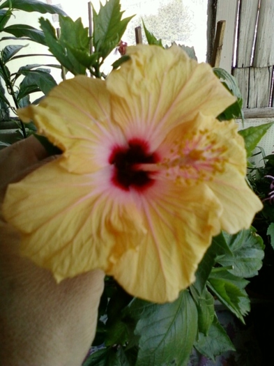30 august 2012-flori 014 - hibiscus -1