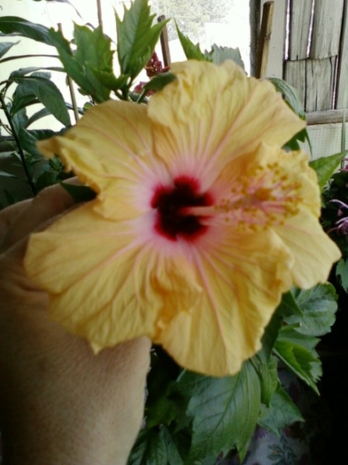 hibi holliday yellow - hibiscus -1