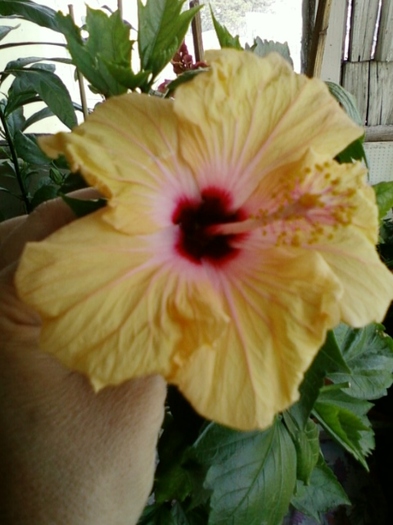 30 august 2012-flori 018 - hibiscus -1