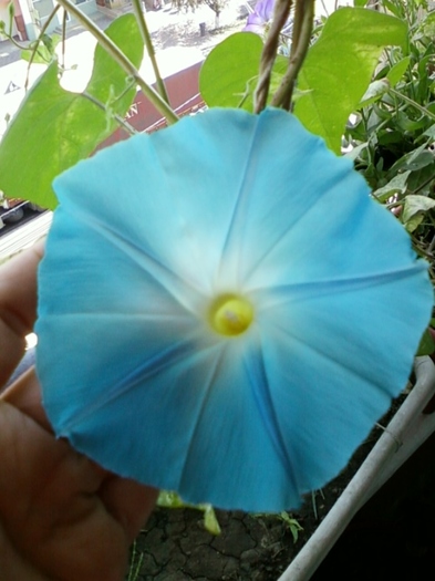 30 august 2012-flori 019