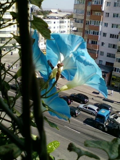 zorele albastre