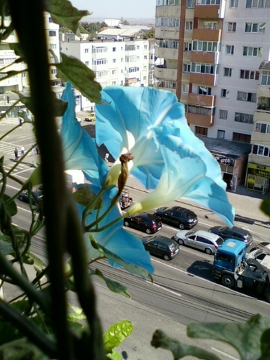 30 august 2012-flori 017