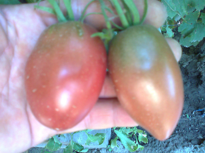 PURPLE RUSIAN - 01- TOMATE-ROSII-SOIURI PURE ORGANICE VECHI ROMANESTI SI HEIRLOOM ALBUM 1