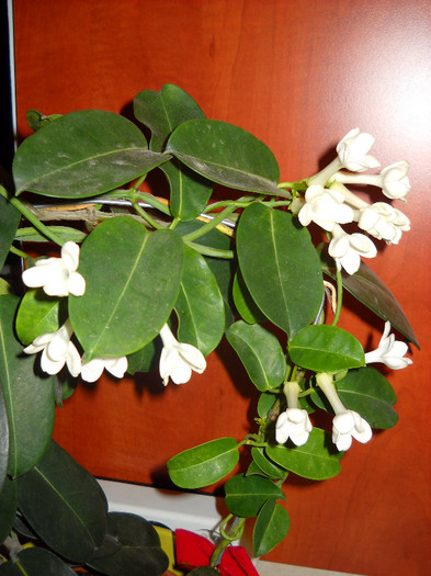 30.08.2012 - Stephanotis