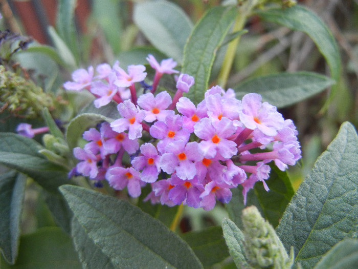 Buddleja davidii Purple (2012, Aug.23) Buddleja davidii Purple (2012, Aug.23)