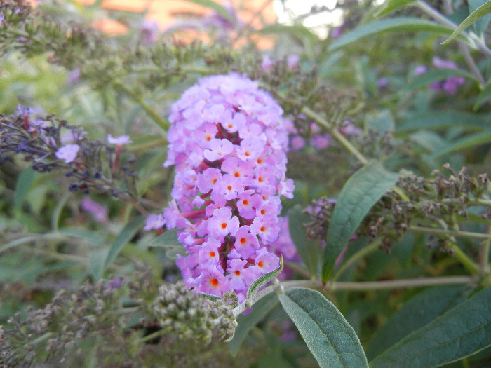 Buddleja davidii Purple (2012, Aug.23) Buddleja davidii Purple (2012, Aug.23)