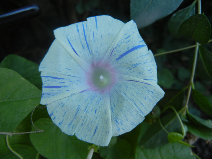 Carnevale di Venezia (2012, Aug.29)