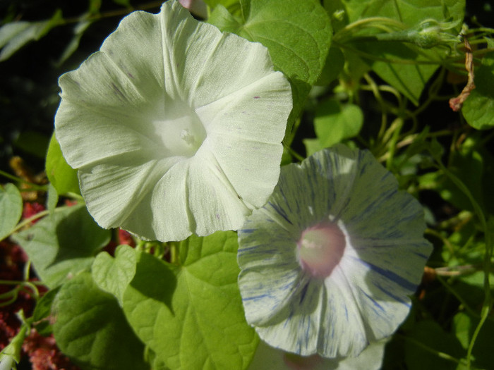 Carnevale di Venezia (2012, Aug.30)
