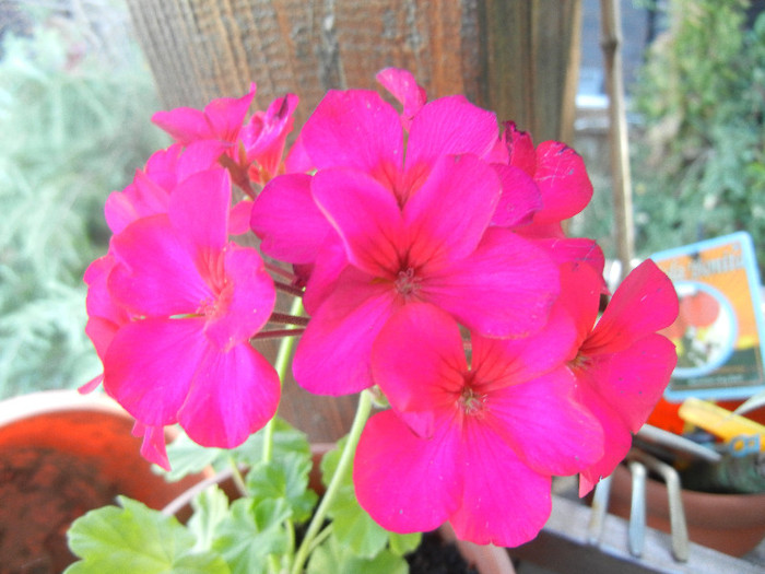 Cyclamen Lia Geranium (2012, Aug.29) - Geranium Cyclamen Lia