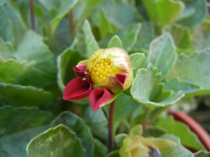 Dahlia Figaro Red (2012, August 28)