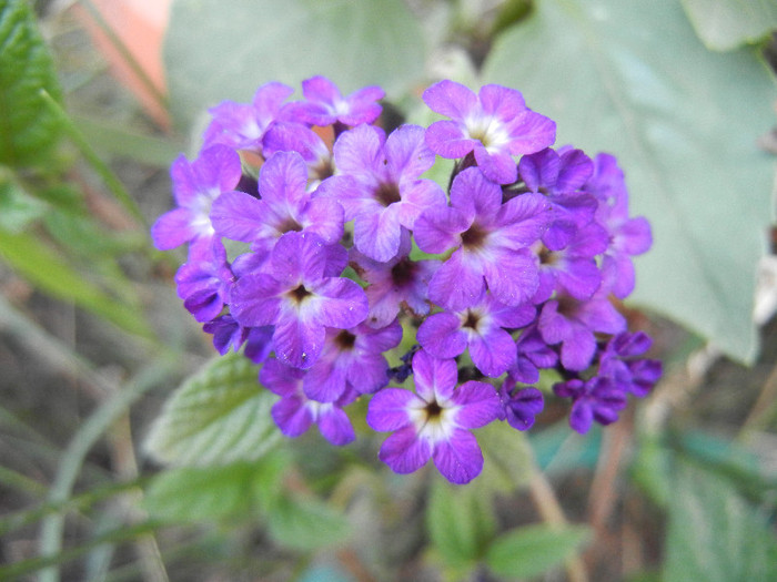 Heliotropium arborescens (2012, Aug.27) - HELIOTROPE Heliotropium