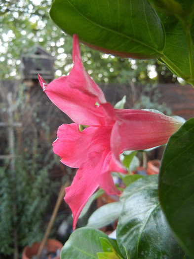 Mandevilla Summer Bell Red (`12, Aug.27) - Mandevilla Summer Bell Red