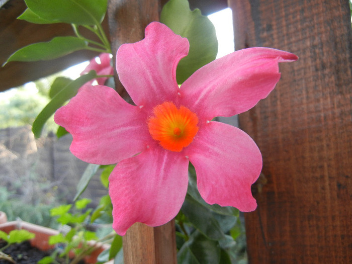 Mandevilla Summer Bell Red (`12, Aug.27)