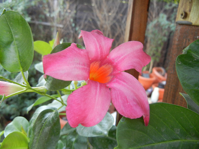 Mandevilla Summer Bell Red (`12, Aug.27) - Mandevilla Summer Bell Red