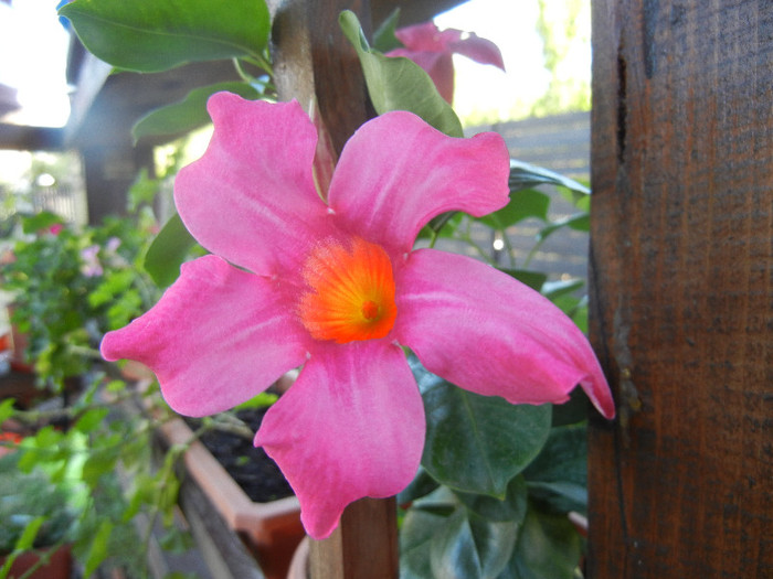 Mandevilla Summer Bell Red (`12, Aug.28) - Mandevilla Summer Bell Red