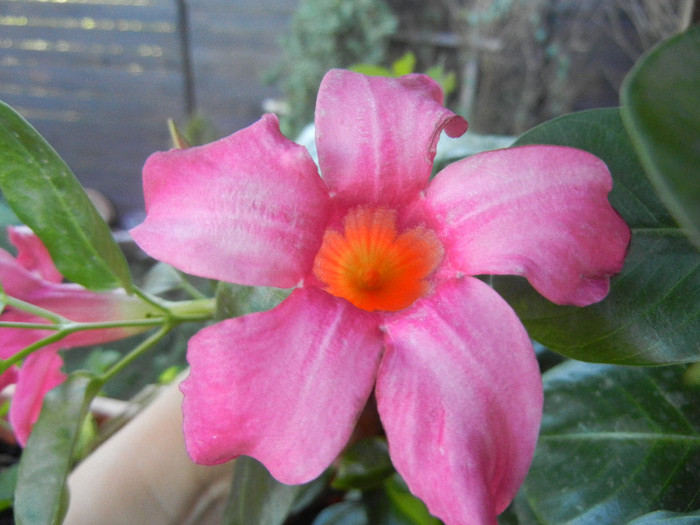 Mandevilla Summer Bell Red (`12, Aug.28)